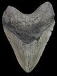 Bargain, Megalodon Tooth - North Carolina #67141-1